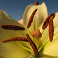 Details of fresh gladiolus flower