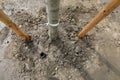 Details with a freshly planted tree with two wooden poles to hold it in place and a plastic tube for watering during an urban