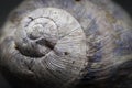 Detail of gastropod shell Royalty Free Stock Photo