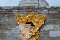 Details of the Gold Mountain Cascade