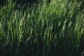 Details with green grass under heavy wind in the dusk light of a spring day Royalty Free Stock Photo