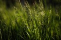 Details with green grass under heavy wind in the dusk light of a spring day Royalty Free Stock Photo