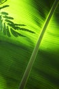 Silhouette of Fern behind Palm Leaf