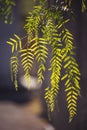 Details of green leaves in nature. Hanging down a beautiful green carved spring young tree leaves Royalty Free Stock Photo