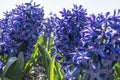 Details of a group of wonderfully scented, dark blue hyacinths