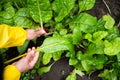 Details: hands of farmer cutting chard leaves at an organic vegetable farm. Closeup