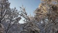 snow set evenly on branches of trees