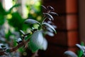 details of healthy bright green crassula ovata succulent jade plant lucky money tree indoor bonsai garden Royalty Free Stock Photo
