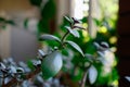 details of healthy bright green crassula ovata succulent jade plant lucky money tree indoor bonsai garden Royalty Free Stock Photo