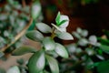 details of healthy bright green crassula ovata succulent jade plant lucky money tree indoor bonsai garden Royalty Free Stock Photo