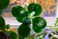 details of healthy bright green crassula ovata succulent jade plant lucky money tree in window-sill indoor bonsai garden Royalty Free Stock Photo