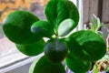 details of healthy bright green crassula ovata succulent jade plant lucky money tree in window-sill indoor bonsai garden Royalty Free Stock Photo