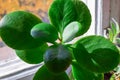 details of healthy bright green crassula ovata succulent jade plant lucky money tree in window-sill indoor bonsai garden Royalty Free Stock Photo