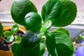 details of healthy bright green crassula ovata succulent jade plant lucky money tree in window-sill indoor bonsai garden Royalty Free Stock Photo