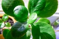 details of healthy bright green crassula ovata succulent jade plant lucky money tree in window-sill indoor bonsai garden Royalty Free Stock Photo