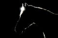 A details of horses with backlighting in the meadow Royalty Free Stock Photo