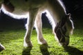 A details of horses with backlighting in the meadow Royalty Free Stock Photo