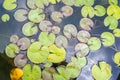 The details of huge lotus leafs over water Royalty Free Stock Photo