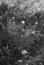 Details icon, macro photography, spiderweb, black and white