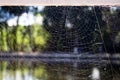 Details of illuminated spider web Royalty Free Stock Photo