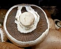 Details inside a mushroom