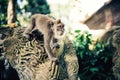 Details of jungle with portrait of monkey. expressive long tailed monkey running for food