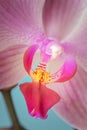 Details of the labellum and column of a doritaenopsis orchid