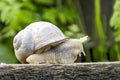 Details of a large garden snail on a wooden step