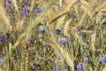 Details of a late summer wheat field