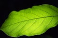 Detailed highcontrast lit up leaf