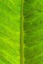 Details of leaf of a tropical tree