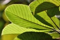 Details of a leaf with warm lighting Royalty Free Stock Photo