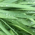 Details of leafy green leaves with raindrops, Square photo image. Royalty Free Stock Photo