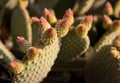 Green prickly pear cactus plant details Royalty Free Stock Photo