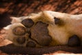 Details of lion paw Royalty Free Stock Photo