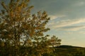 Details of a locust tree in sunset light over a cloudy sky.