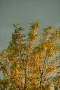 Details of a locust tree in sunset light over a cloudy sky.