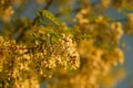 Details of a locust tree in sunset light over a cloudy sky.