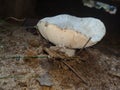 Details of a lonely white mushroom