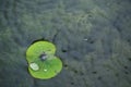 Drops of water on a lotus leaf Royalty Free Stock Photo