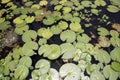 The details of lotus leaves over water Royalty Free Stock Photo