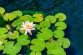 Details of a lush garden pond with plants Royalty Free Stock Photo