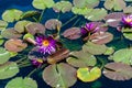 Details of a lush garden pond with plants Royalty Free Stock Photo