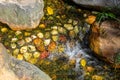 Details of a lush garden pond with plants in Asia Royalty Free Stock Photo