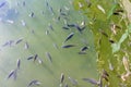 Details of a lush garden pond with plants Royalty Free Stock Photo