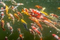 Details of a lush garden pond with fish in Asia Royalty Free Stock Photo