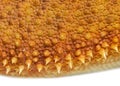 Details, macro of reptile scales of Pogona