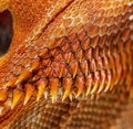 Details, macro of reptile scales of Pogona
