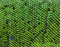 Macro of scales of Timon pater specie of Wall lizard