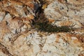 Details of a mine red rock landscape with a plant Royalty Free Stock Photo